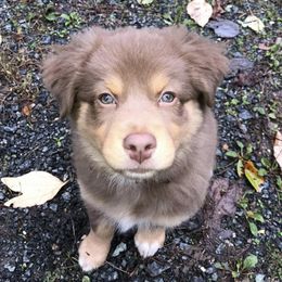 Australian Shepherds from Greenleaf Aussie's and Steers