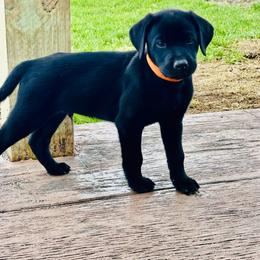 Orange collar - Black male Labrador Retriever puppy in Decatur, Indiana from Sporting Ridge K9’s