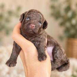 Albert - Chocolate male Goldendoodle puppy in Millville, California from Hope Lane Kennels
