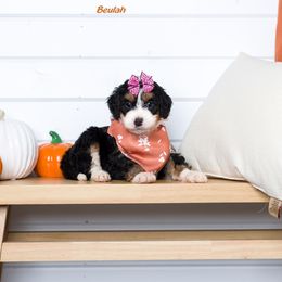 Bernedoodle Puppies from Pawsh Bernedoodles