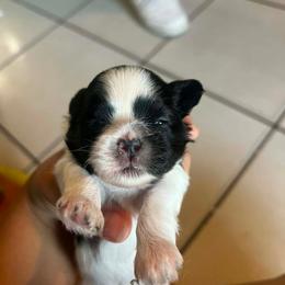 Oreo - Black and white female Shih Tzu puppy in Azusa, California from RJ Shih Tzu lover