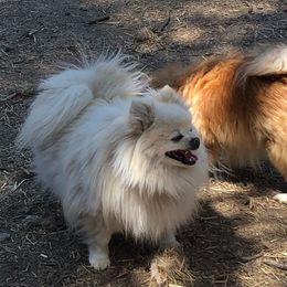 Matzi - Pomeranian