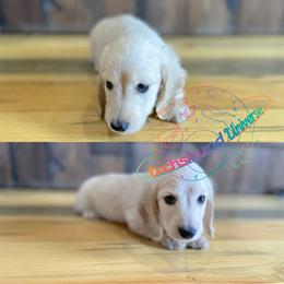 Dachshund Puppies from Dachshund Universe