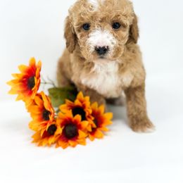 Princess - Red  female Goldendoodle puppy in Davison, Michigan from Dreaming Doodles
