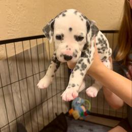 Samwise - White and black male Dalmatian puppy in Conroe, Texas from Saint Rocco's Dalmatians