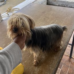 Daisy - Yorkshire Terrier