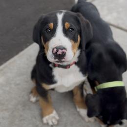 Green boy - Black, white and red male Greater Swiss Mountain Dog puppy in Woodland, Washington from Woodland Swissie’s