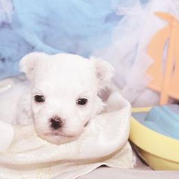 Maltese Puppies from Rockin Rivers AKC Maltese & Malshi's