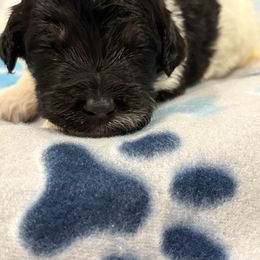 Goldendoodle and Poodle Puppies from Southern Stroll Poodles & Doodles