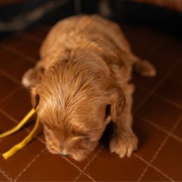 Bernedoodle, Cavapoo, Goldendoodle, and Poodle Puppies from Wasatch Pup