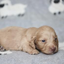 Taki - Cream female Dachshund puppy in Cottage Grove, Oregon from Hidden Hills Dalmatians