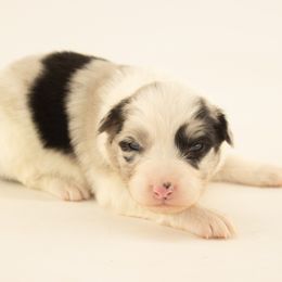 Sugar Plum - Blue merle female Australian Shepherd puppy in Placerville, California from BFF Aussies