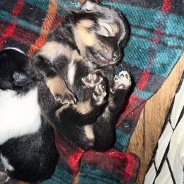 Pip - Black and tan parti male Pomeranian puppy in Costa Mesa, California from Wheresmil0