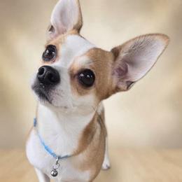 Buttercup - Fawn and white female Chihuahua puppy in Seneca, Missouri from Stephanie’s Puppy Colony