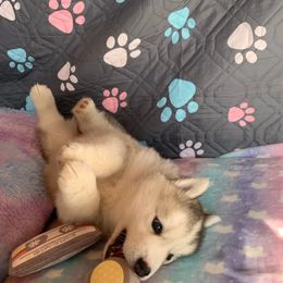 Siberian Husky Puppies from Canace Siberians