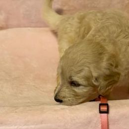 Goldendoodle Puppies from Toneytails Doodles