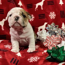 Bulldogs and Pointers from Dogma Pointers & Bulldogs