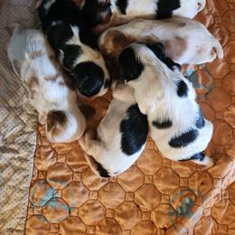 Joy - Tri-color female Cavalier King Charles Spaniel puppy in Wilburton, Oklahoma from My Kids Kennel