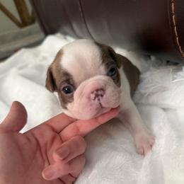 Rufus - Red male Boston Terrier puppy in Richburg, South Carolina from Hidden Valley Bostons