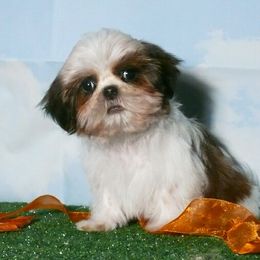 Harry - Red and white male Shih Tzu puppy in Wild Rose, Wisconsin from Sorenson's Shih-tzus