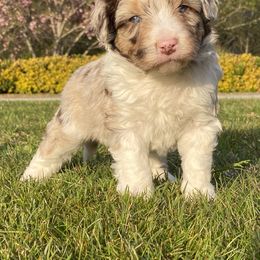 Aussiedoodles from Mills River Doodles