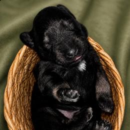 Zeus - Black and silver male Miniature Schnauzer puppy in Akeley, Minnesota from Great Northern Schnauzers