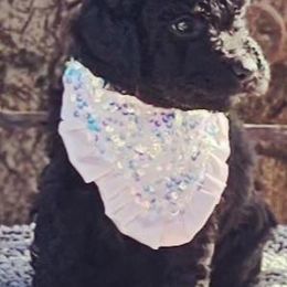 Double Doodle, Goldendoodle, and Labradoodle Puppies from The Doodle Ranch-California