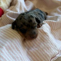 Elizabeth - Dapple female Dachshund puppy in Menifee, California from Dachshunds in SoCal