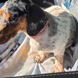 Dottie - Dachshund