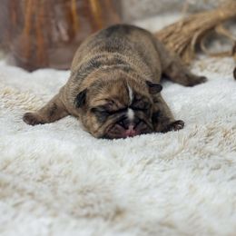Boy 1 - Fawn brindle and white male Bulldog puppy in Wagoner, Oklahoma from Bre's Bulldogs