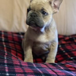 Boston Terrier and French Bulldog Puppies from High Plains