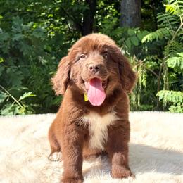 Beautiful OFA - Brown female Newfoundland puppy in Falmouth, Michigan from Dyer Lake Newfoundland’s