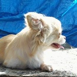 wynter - Chihuahua