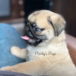 Riot - Fawn male Pug puppy in Summerville, Georgia from Pearly’s Pugs & Pollywog Poodles