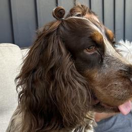 English Springer Spaniels from Bay Branch Bunch English Springer Spaniels