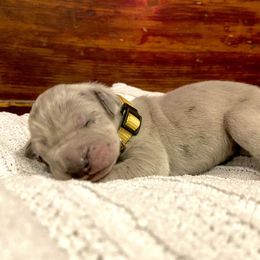 Great Dane Puppies from Alchemy Danes