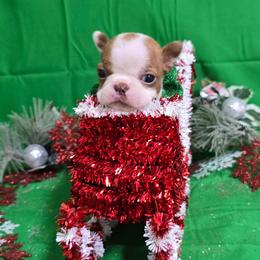 Lil Red Nutcraker - Red female Boston Terrier puppy in Corsicana, Texas from JT Bostons