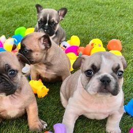 French Bulldogs from Standard Frenchies