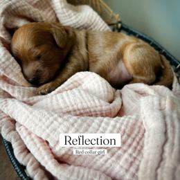 Reflection - Red female Cavapoo puppy in Easley, South Carolina from Cutiepie Cavapoos