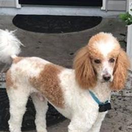 Buddy - Poodle