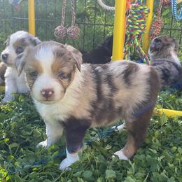 Rocky Road - Red merle female Miniature Australian Shepherd puppy in Sonora, California from Quarle Ranch Mini Aussies