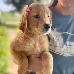 Girl 3 - Golden female Golden Retriever puppy in Buffalo, Missouri from Thrasher Family Puppies