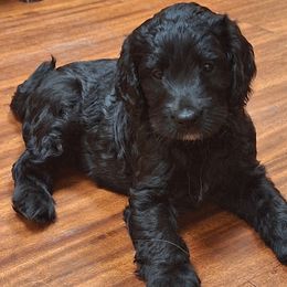 Phantom Girl - Phantom female Bernedoodle puppy in Queen Creek, Arizona from Jersey Girl's Doodles