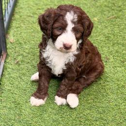 Kit Kat - Brown and white female Bernedoodle puppy in Royse City, Texas from Platinum Bernedoodles of Texas