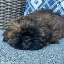 Chewy - Sable male Shih Tzu puppy in Kettering, Ohio from LaDawn’s Little Lions