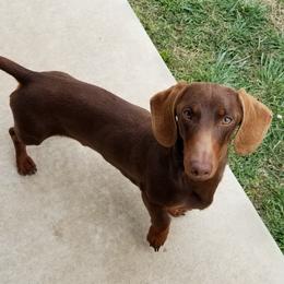 Gabriel - Dachshund