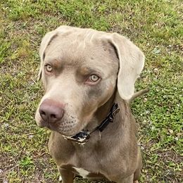 Ohlin - Catahoula Leopard Dog
