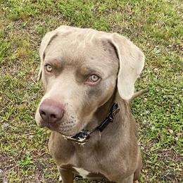Ohlin - Catahoula Leopard Dog