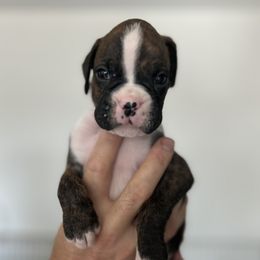 Prince - Brindle male Boxer puppy in Apache Junction, Arizona from OTR Boxers