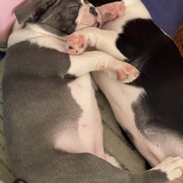 Boston Terrier Puppies from Boston Terrier Besties